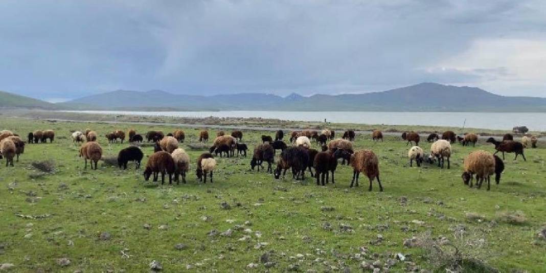 Güneş açtı hareketlilik başladı! Küçükbaşlar meraları şenlendirdi 4